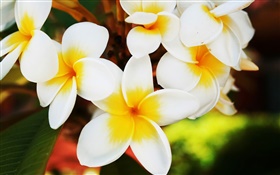 White frangipani flowers