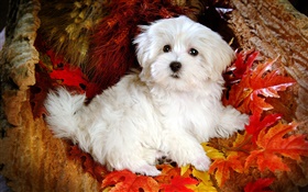 White furry dog, red leaves HD wallpaper