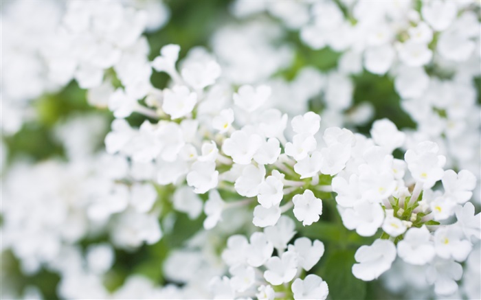 White little flowers, blurry Wallpapers Pictures Photos Images