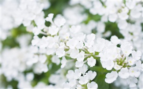 White little flowers, blurry HD wallpaper