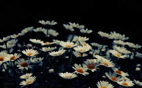 White little flowers, bokeh HD wallpaper