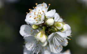 White pear flowers close-up