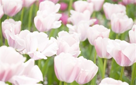 White pink colors tulip flowers HD wallpaper