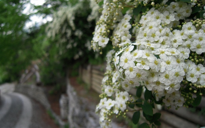 White rosa multiflora flowers Wallpapers Pictures Photos Images