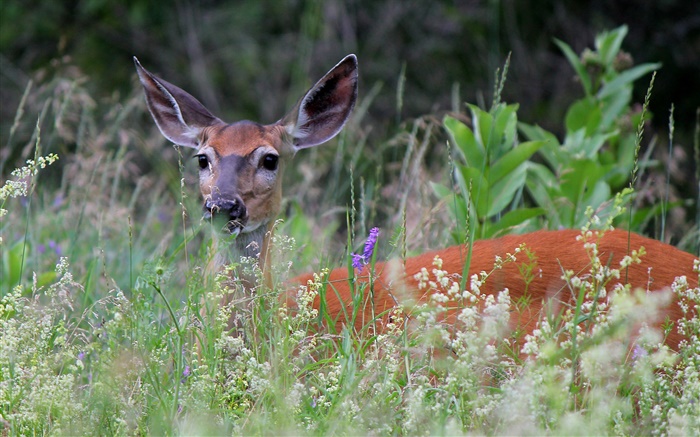 White-tailed deer in grass Wallpapers Pictures Photos Images
