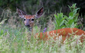 White-tailed deer in grass