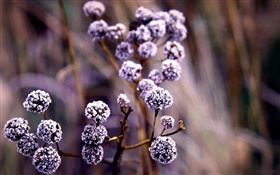 Wild berries, frost HD wallpaper