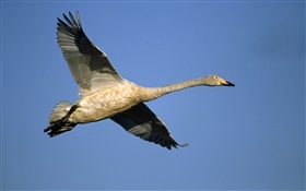 Wild duck, flying in sky HD wallpaper