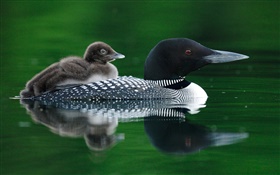 Wild duck mother with cub HD wallpaper