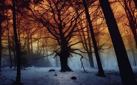 Winter, forest, trees, dawn HD wallpaper
