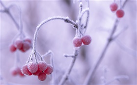 Winter, frost, red berries, bokeh