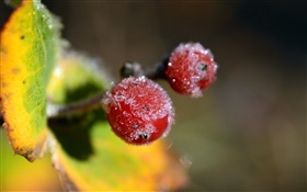 Winter, red berries close-up, leaves HD wallpaper