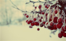 Winter, red berries, snow, blurry HD wallpaper
