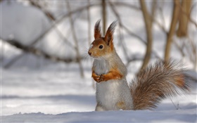 Winter squirrel HD wallpaper