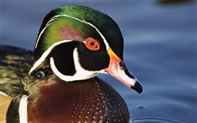Wood duck swimming HD wallpaper