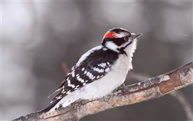 Woodpecker, tree branch HD wallpaper