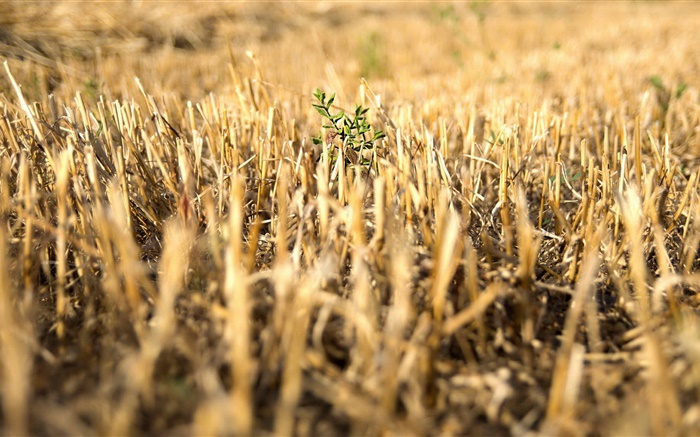 Yellow field, green plant, macro photography Wallpapers Pictures Photos Images
