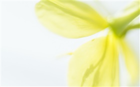 Yellow flower petals close-up, blurry HD wallpaper