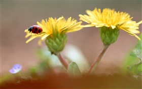 Yellow flowers, ladybug HD wallpaper