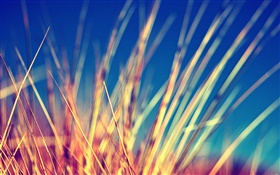 Yellow grass close-up, blurry HD wallpaper