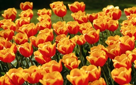 Yellow red tulip flowers