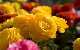 Yellow rose flowers close-up HD wallpaper
