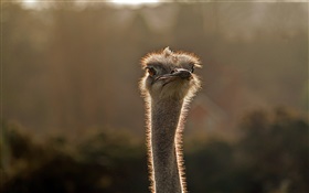 Young ostrich head close-up HD wallpaper