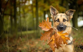 Autumn, dog, leaf, bokeh HD wallpaper