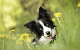 Border collie, dog, flowers, grass HD wallpaper