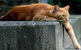 Brown color cat, paw, ladder HD wallpaper