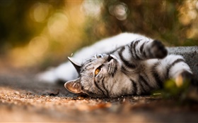 Cat lying ground, yellow eyes HD wallpaper
