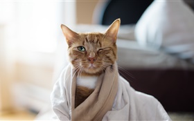 Cat wearing pajamas HD wallpaper