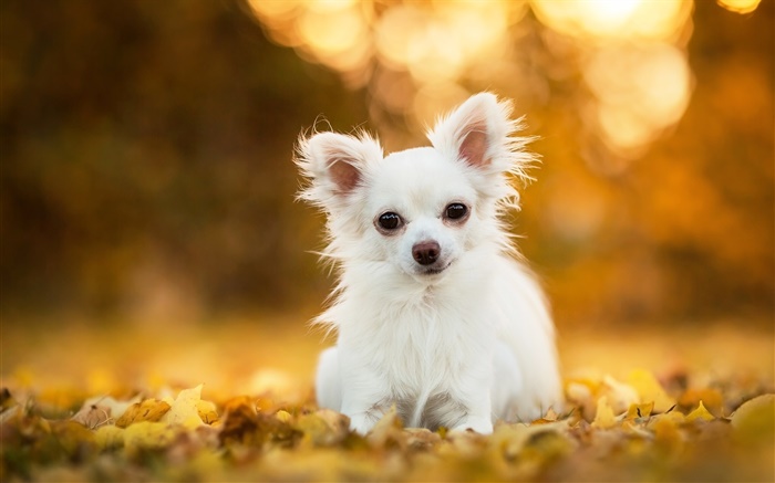 Chihuahua dog, white puppy, leaves, bokeh Wallpapers Pictures Photos Images