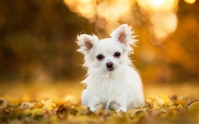 Chihuahua dog, white puppy, leaves, bokeh HD wallpaper