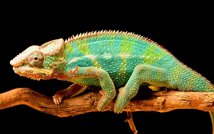 Colorful chameleon, reptile, black background Wallpapers Pictures Photos Images