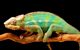 Colorful chameleon, reptile, black background HD wallpaper