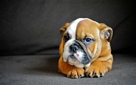 Cute English bulldog, puppy