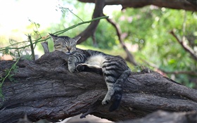 Cute kitten sleeping, rest, tree HD wallpaper