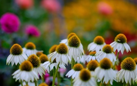 Daisy flowers, bokeh HD wallpaper