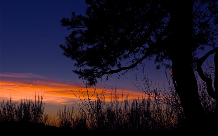 Evening, silence, tree, grass Wallpapers Pictures Photos Images