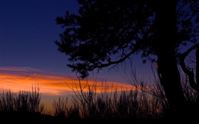 Evening, silence, tree, grass HD wallpaper