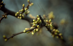 Flower buds, spring, twigs, bokeh HD wallpaper