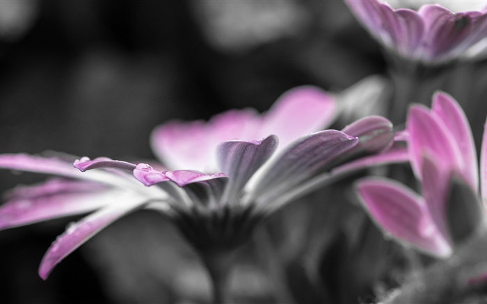 Flower close-up, petals, dew, water drops Wallpapers Pictures Photos Images