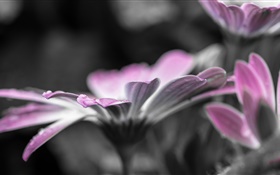 Flower close-up, petals, dew, water drops HD wallpaper