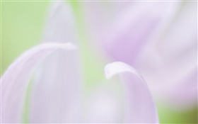 Flower petals close-up, blurry background