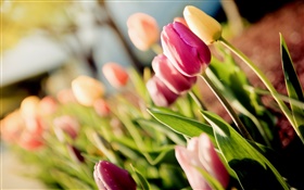 Flowers, tulips, purple, yellow, bokeh