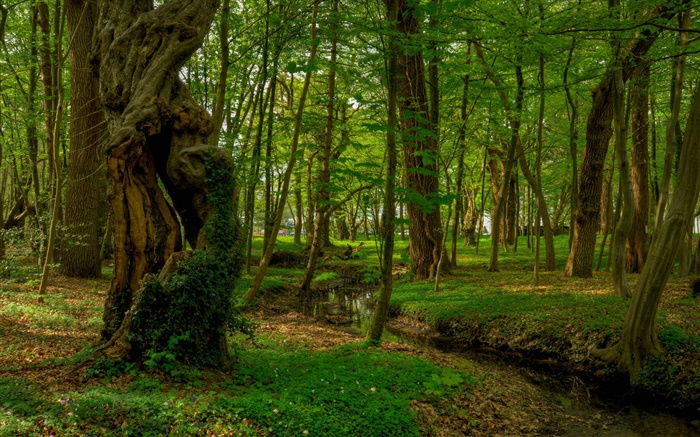 Forest, trees, creek, park Wallpapers Pictures Photos Images