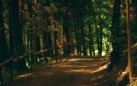 Forest, trees, footpath, park, sun rays HD wallpaper