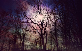 Forest, trees, sun HD wallpaper