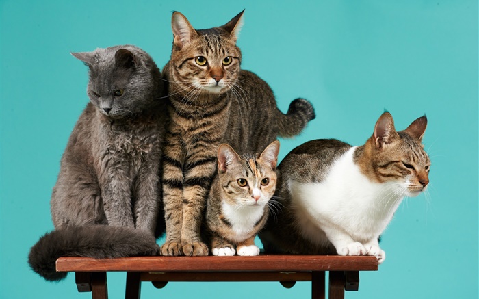 Four cats, green background Wallpapers Pictures Photos Images
